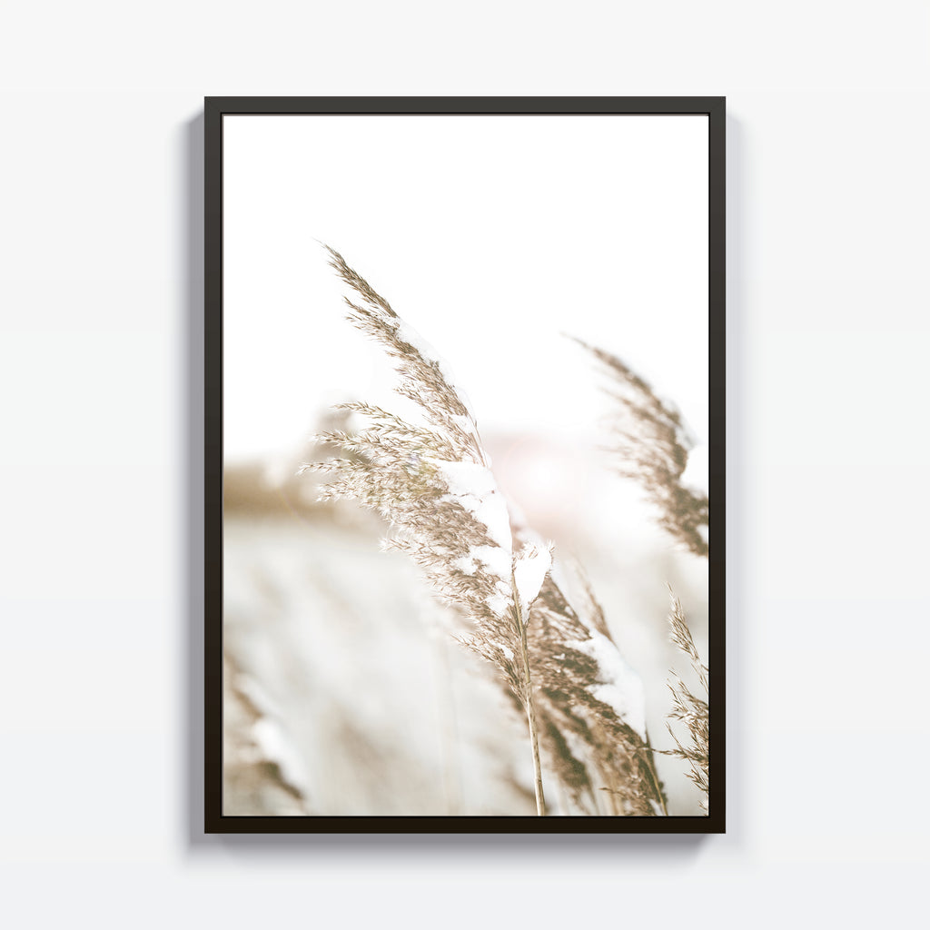 Pampas - Studio MagArt