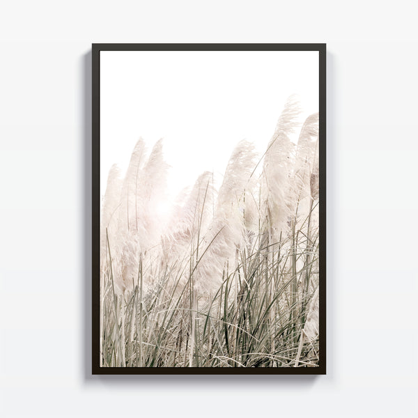 Pampas - Studio MagArt