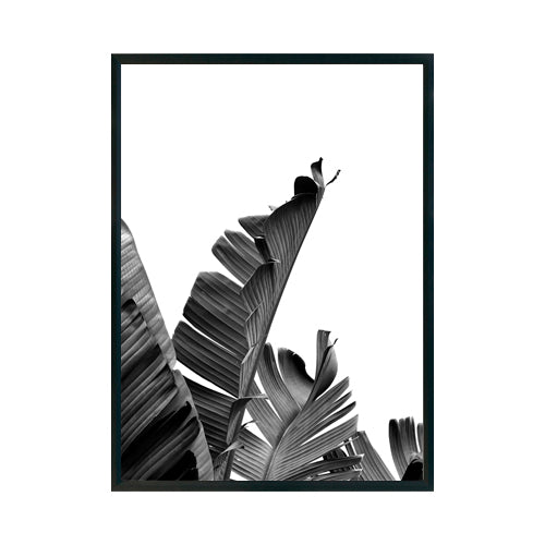 Planta de Banano - Studio MagArt