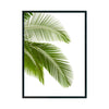 Palmera #005 - Studio MagArt