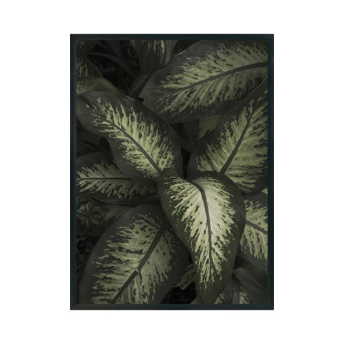 Planta Arácea - Studio MagArt