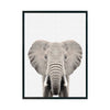 ELEFANTE cuadro decorativo para sala moderna | arte para hogar | Studio MagArt