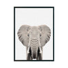 ELEFANTE - Studio MagArt
