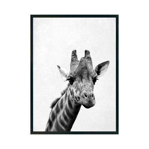 JIRAFA - Studio MagArt