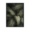 Planta Arácea cuadro decorativo para sala moderna | arte para hogar | Studio MagArt