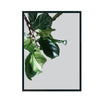 Planta de Higo cuadro decorativo para sala moderna | arte para hogar | Studio MagArt