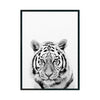 TIGRE - Studio MagArt